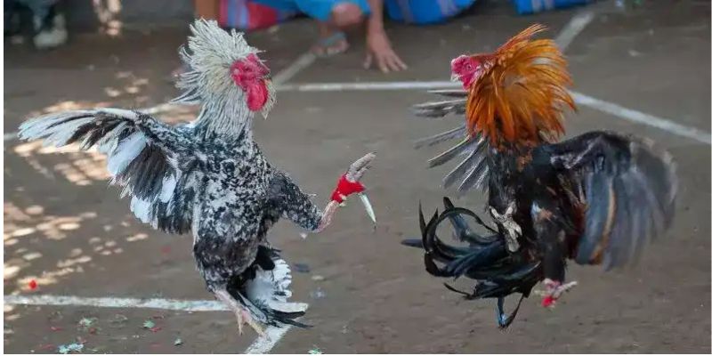 Hình ảnh minh họa trận đấu đá gà cựa dao kịch tính với chiến kê tấn công bằng cựa sắt sắc bén trên sàn chọi chuyên nghiệp tại AX88