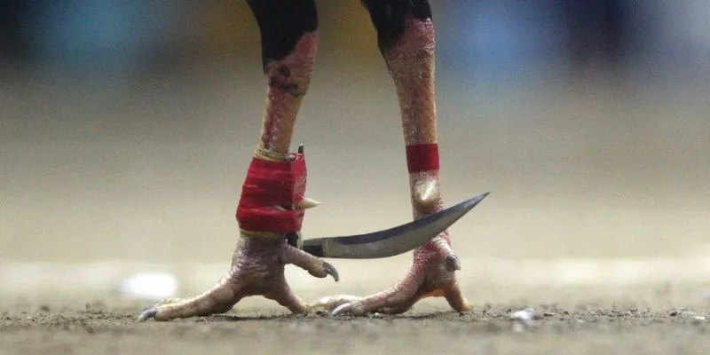 Gà chọi cựa dao được huấn luyện sẵn sàng thi đấu, kèm quy định thời gian và thắng thua