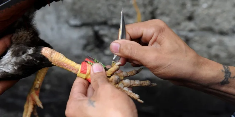 Kinh nghiệm đặt cược đá gà cựa dao từ cao thủ AX88 3 Huấn luyện viên kiểm tra cựa dao trên chiến kê trước giờ nhập sàn chọi kịch tính